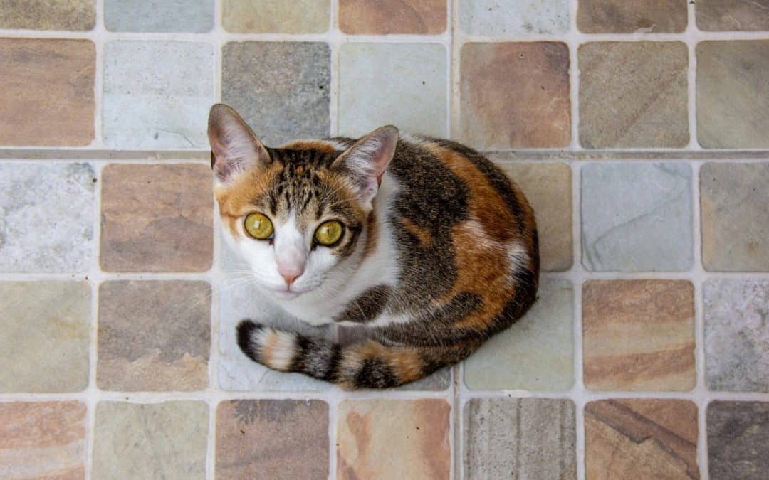 Pet Friendly Tile Flooring Option
